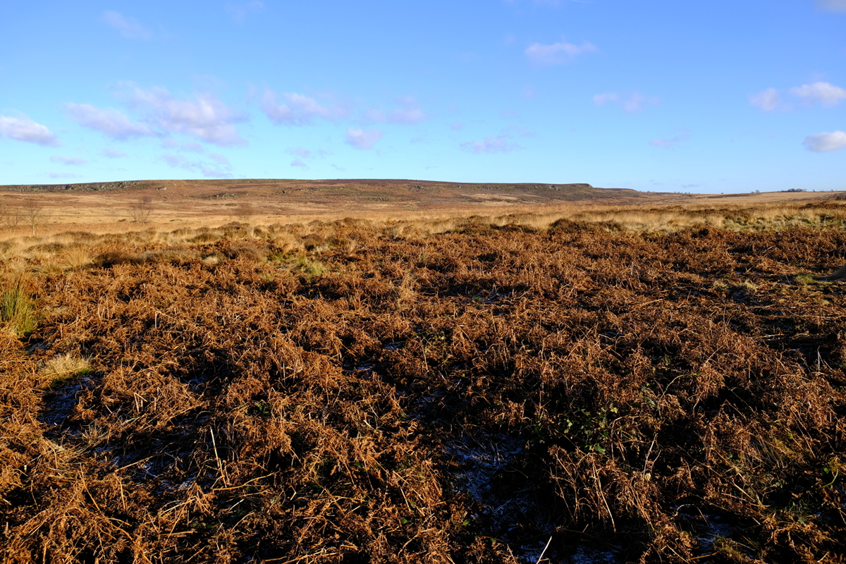 View of Beeley Moor, Beeley, Bakewell