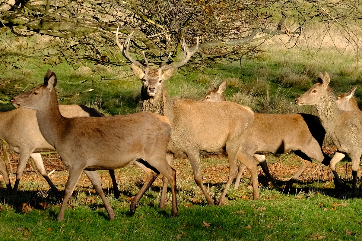 View of Deer, Wentworth Castle, Stainborough Park, Stainborough, South Yorkshire