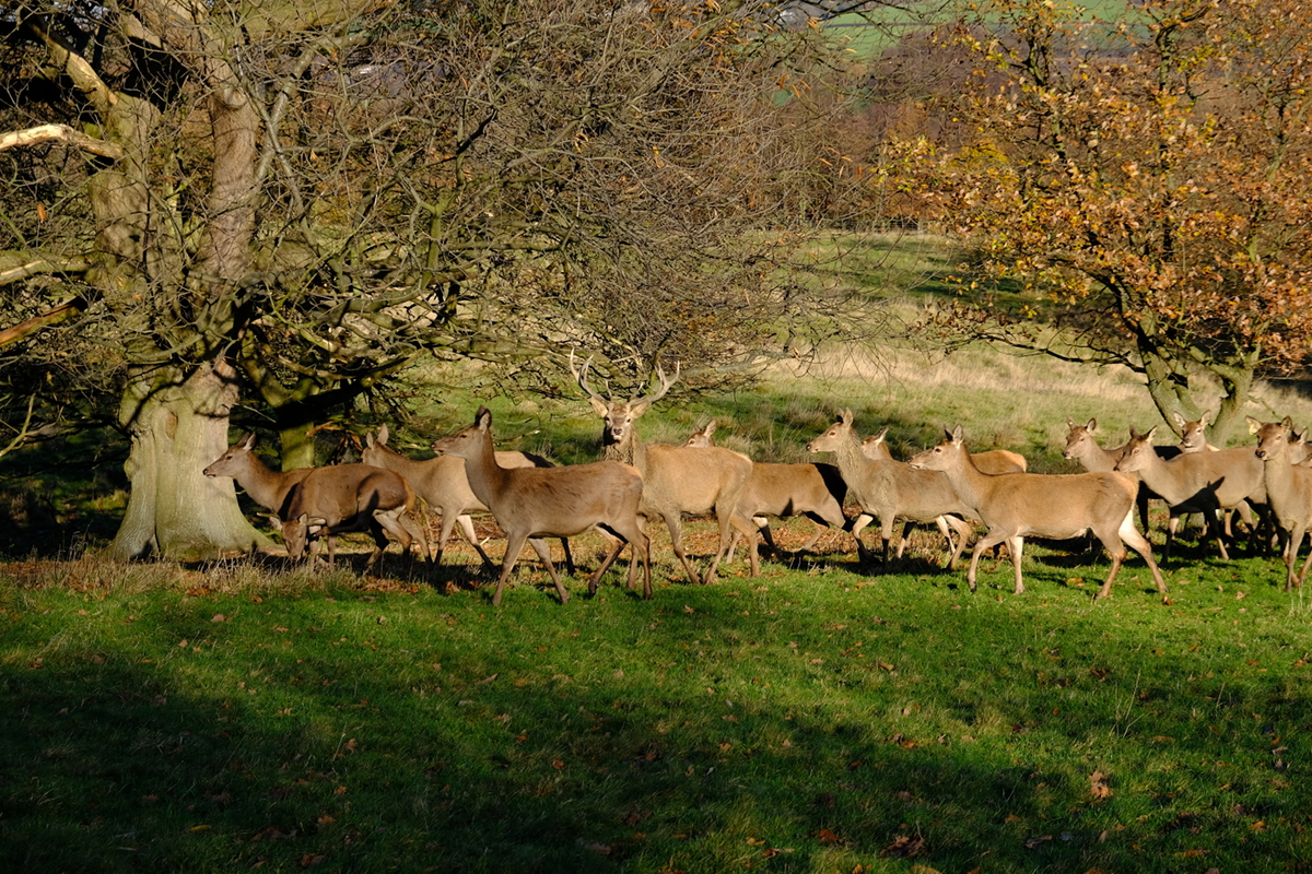View of Deer at Stainborough Park, Stainborough, Barnsley
