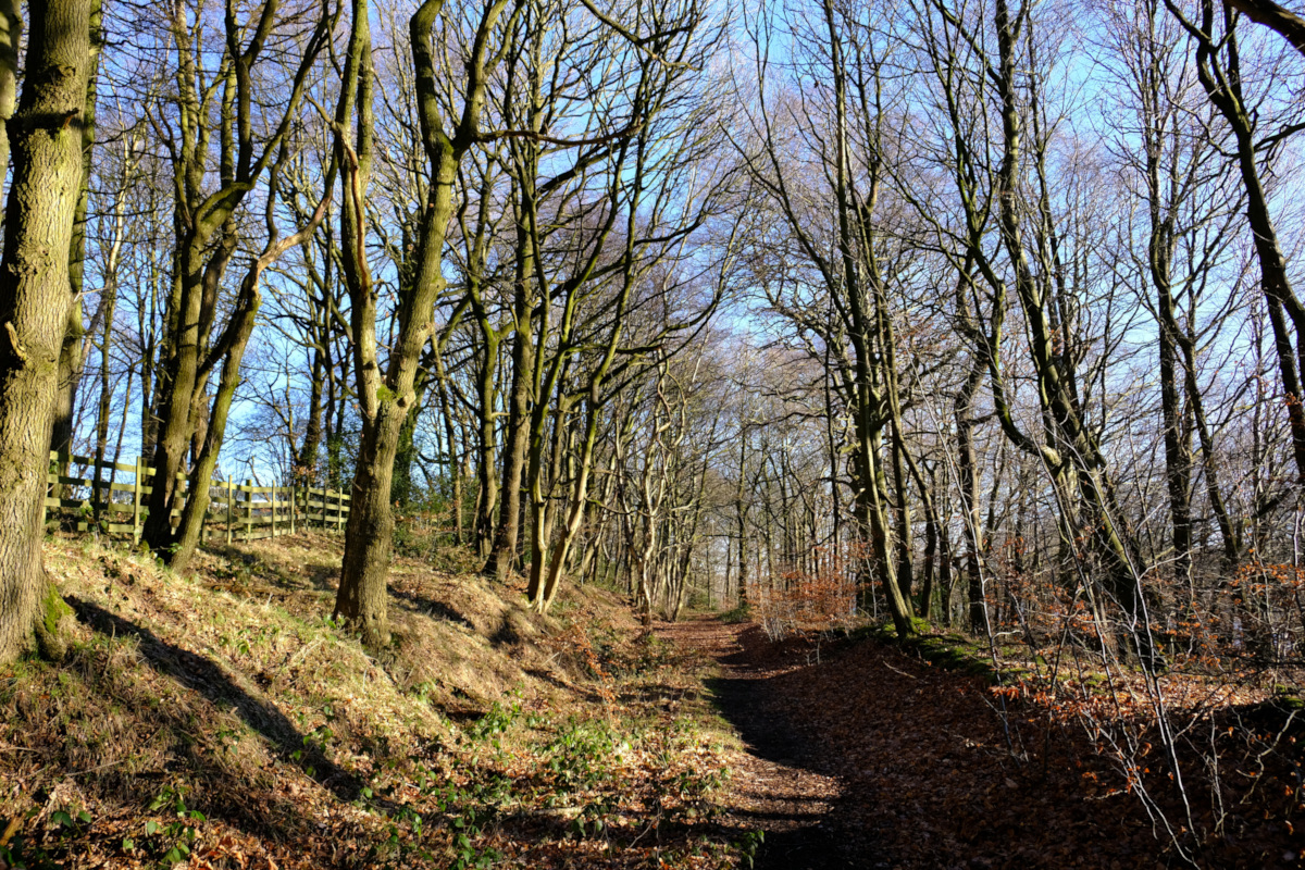 View of Sheephouse Wood, Underbank, Stocksbridge