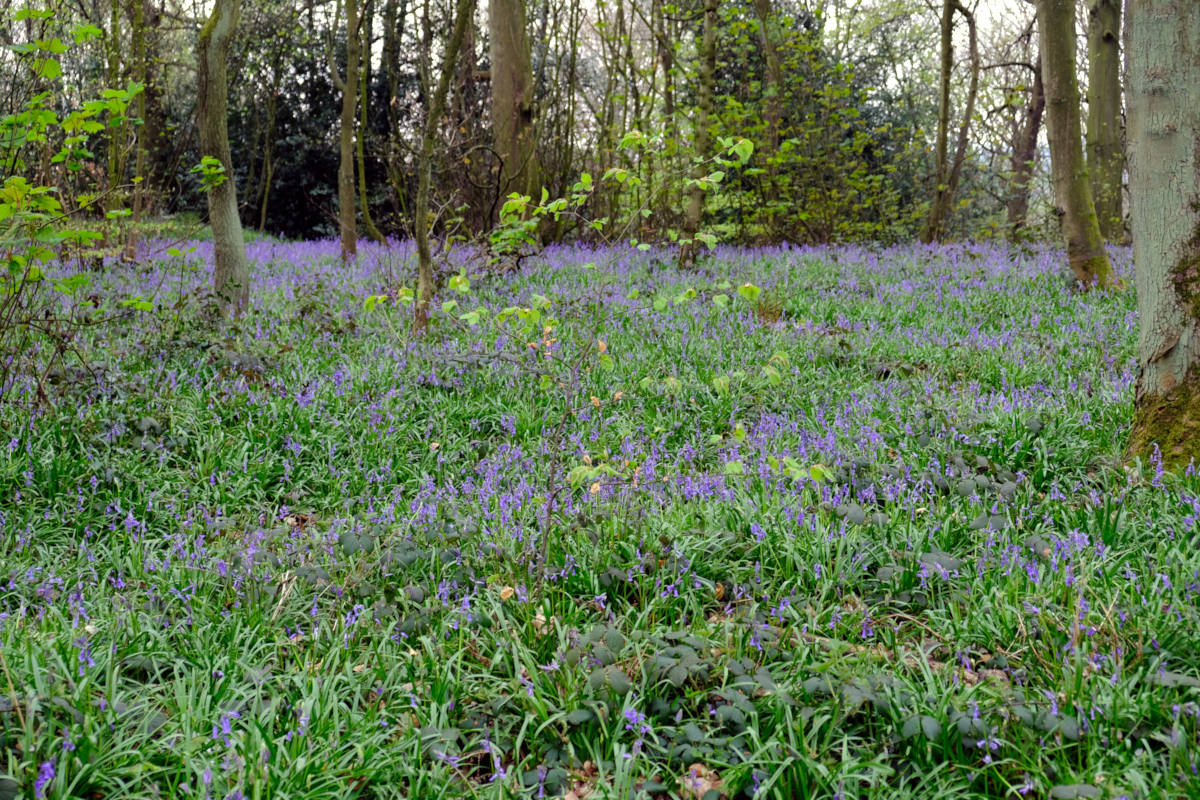 View of Bluebells, King's Wood